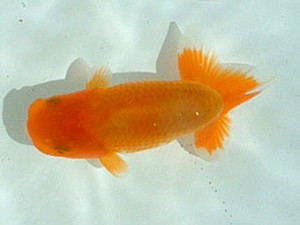 岡山錦鱗会 二席 佐竹義光 岡山錦鱗会 二席 佐竹義光