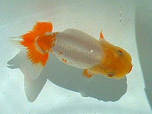 岡山錦鱗会 四席 山原茂広 岡山錦鱗会 四席 山原茂広