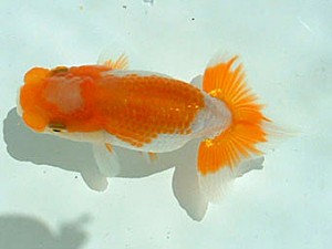 岡山錦鱗会 五席 村上暢彦 岡山錦鱗会 五席 村上暢彦