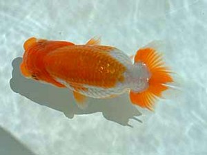 岡山錦鱗会 第二席 大森時夫 岡山錦鱗会 第二席 大森時夫