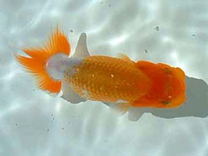 岡山錦鱗会 第四席 石村俊夫 岡山錦鱗会 第四席 石村俊夫