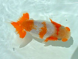 岡山錦鱗会 一席 三宅一夫 岡山錦鱗会 一席 三宅一夫