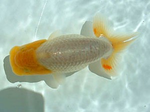 岡山錦鱗会 二席 難波 正 岡山錦鱗会 二席 難波 正