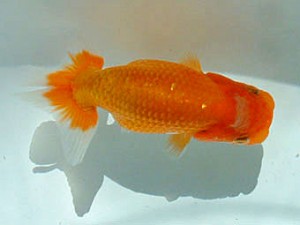 岡山錦鱗会 四席 大森時夫 岡山錦鱗会 四席 大森時夫