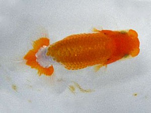 楽友会　東大関　稲村俊明