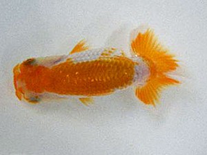 楽友会　西大関　森山禎紀