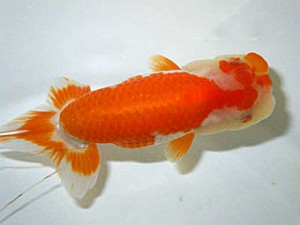 楽友会　取締一　目黒康弘