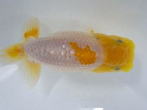 楽友会　取締二　高地成弥