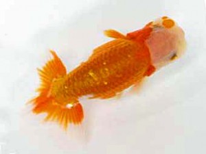 楽友会　第2位　大久保義彰