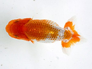 愛媛らん友会　東大関　山口政志