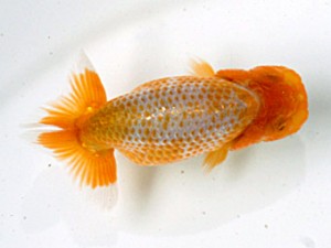 愛媛らん友会　西大関　山口政志