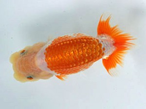 蘭優童心会　一位　神谷隆志