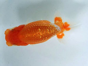 蘭優童心会　二位　神谷裕二郎