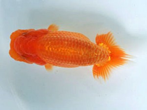 蘭優童心会　三位　渡辺秀勝