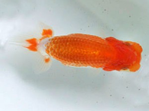 蘭優童心会　四位　村木和之