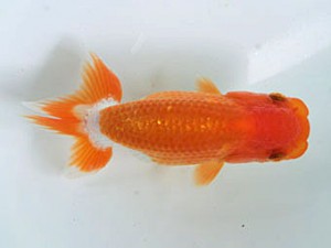 蘭優童心会　五位　木村大一