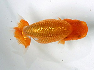 愛媛らん友会　取締一　山口政志