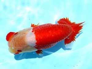 両毛愛魚会　第1位　中村正志