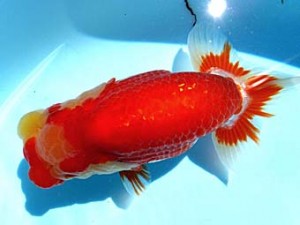 両毛愛魚会　第2位　久保木定見