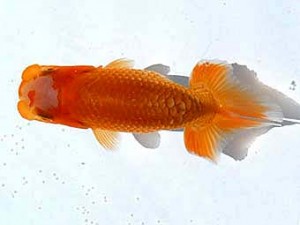 両毛愛魚会　第3位　白石文人