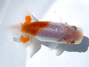 両毛愛魚会　第4位　関口直樹