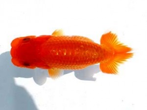 両毛愛魚会　第5位　亀山　清