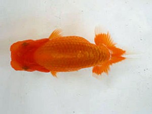 清水らんちう同好会　東大関　高木良平