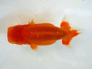 清水らんちう同好会　西大関　前嶋孝徳