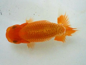 清水らんちう同好会　立行司　高木良平