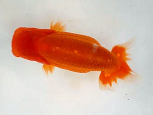 清水らんちう同好会　取締二　前嶋孝徳