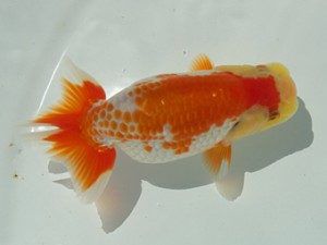 静岡らんちう同好会　一位　尾原　保