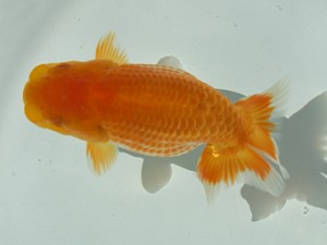 静岡らんちう同好会　二位　鈴木正義