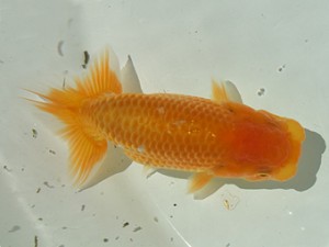 静岡らんちう同好会　三位　塚本睦美