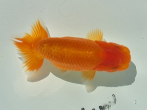 静岡らんちう同好会　四位　鈴木正義