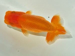 静岡らんちう同好会　五位　鈴木正義