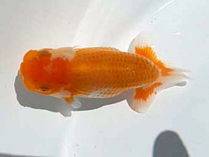 湘南らんちゅう会　第1位　熊沢　誠