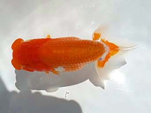 湘南らんちゅう会　第2位　竹之内博幸