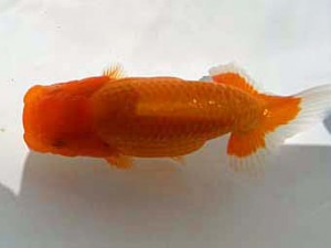 湘南らんちゅう会　第3位　竹之内博幸