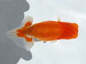 湘南らんちゅう会　第4位　高橋大祐