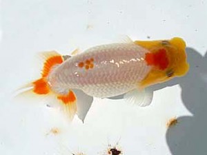 湘南らんちゅう会　第5位　上田厚史