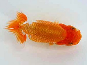 天狗會　特選二　深井利靖