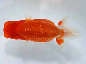 天狗會　特選四　平川あゆみ