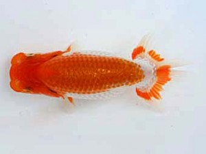 天狗會　特選五　平川あゆみ