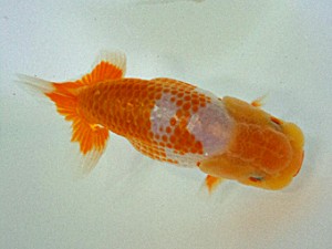 大分東鱗会　西大関　原　賢二郎