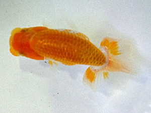 大分東鱗会　立行司　三浦哲男