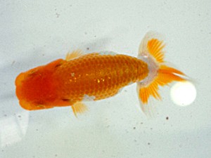 大分東鱗会　東取締　江藤政廣