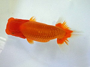 大分東鱗会　西取締　後藤俊三