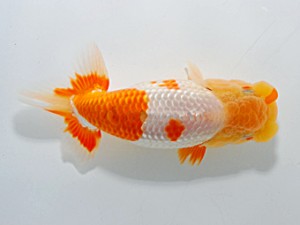 横浜観魚会 第十位　安田正伯