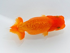 横浜観魚会 第十一位　田口吉晴