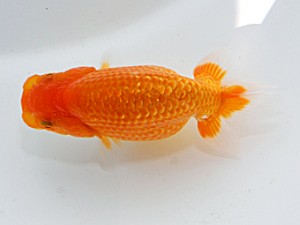 横浜観魚会 第十二位　加藤貞信